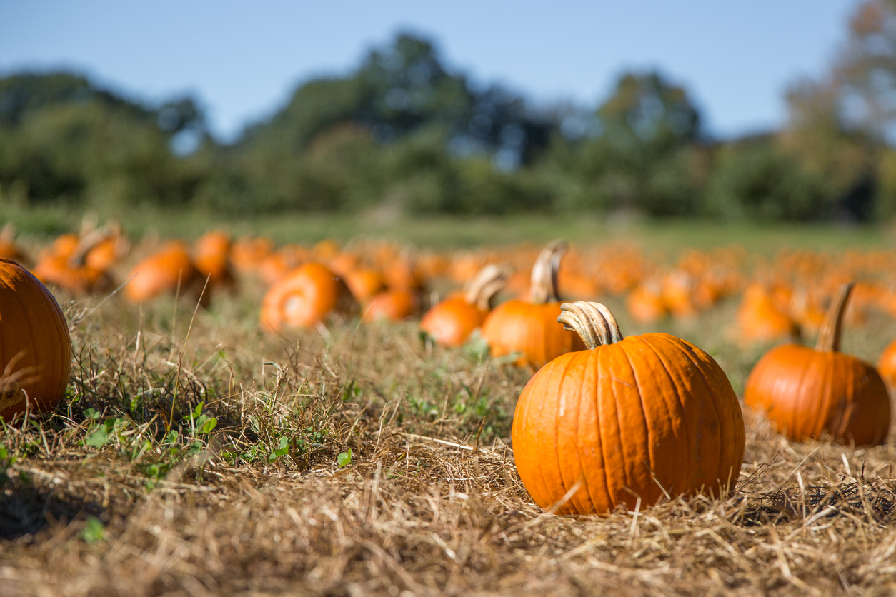 pumpkin maintenance