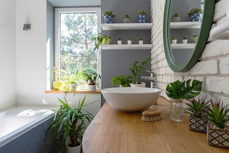 9 Best Bathroom Plants That Absorb Moisture Even In High Humidity