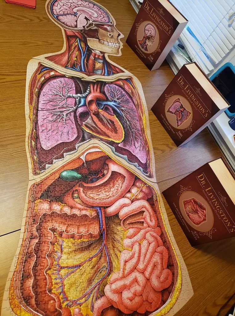 human anatomy puzzle on amazon