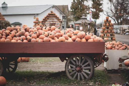 How To Keep Pumpkins From Rotting