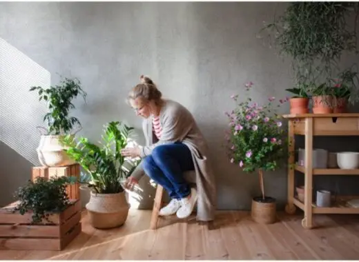 Most Popular Benefits of Indoor Plants
